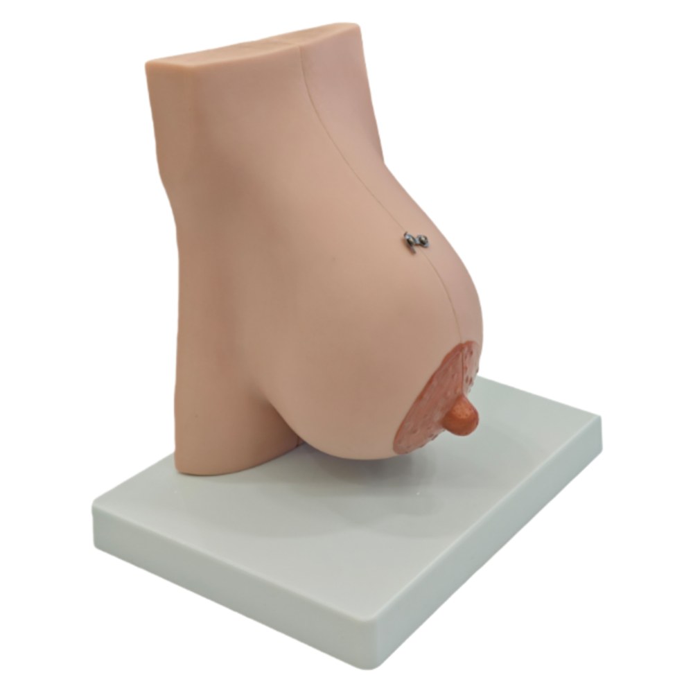 Lactating Breast Anatomy Model – Hinged, 2 Parts - Image 3