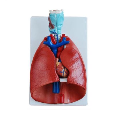 Larynx, Heart & Lung Model – 7 Parts
