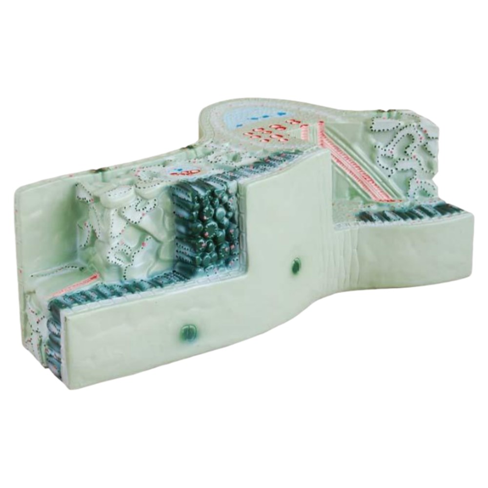 Leaf Structure Model - Image 2