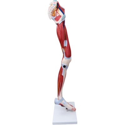 Leg Muscle Model – 13 Parts