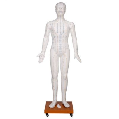 Life-Size Acupuncture Model – 178 cm, Fibreglass