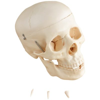 Life-Size Adult Skull – 3 Parts, Removable Teeth