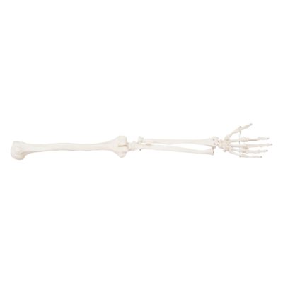 Life-Size Arm Skeleton (Upper Extremity)