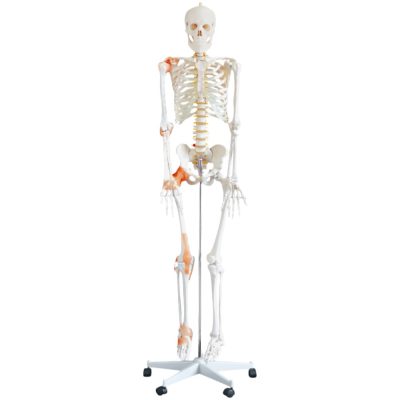 Life-Size Flexible Skeleton with Ligaments – 180 cm
