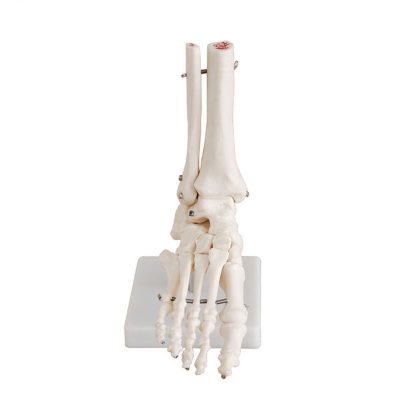 Life-Size Foot Joint Skeleton