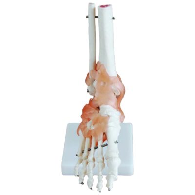 Life-Size Foot Joint Skeleton with Ligaments