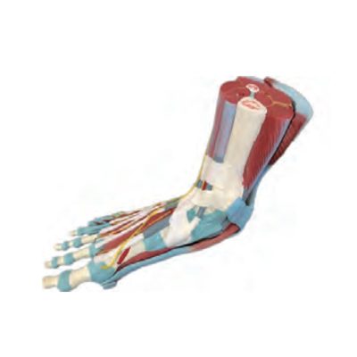 Life-Size Foot & Lower Leg Muscle Model – 7 Parts