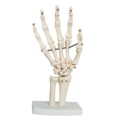 Life-Size Hand Joint Skeleton