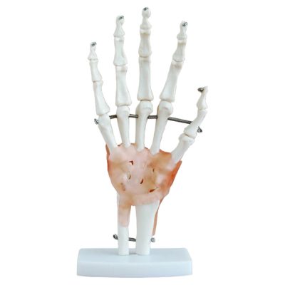 Life-Size Hand Joint Skeleton with Ligaments