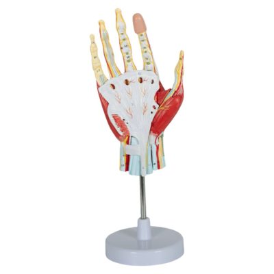 Life-Size Hand Muscle Model – 7 Parts