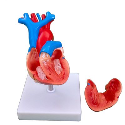 Life-Size Heart Model – Classic, 2 Parts