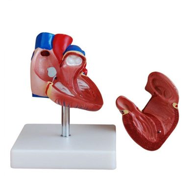 Life-Size Heart Model – New Style, 2 Parts