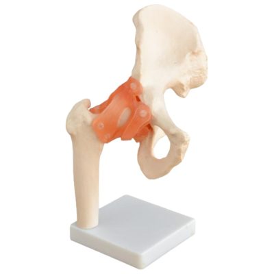 Life-Size Hip Joint Model with Ligaments