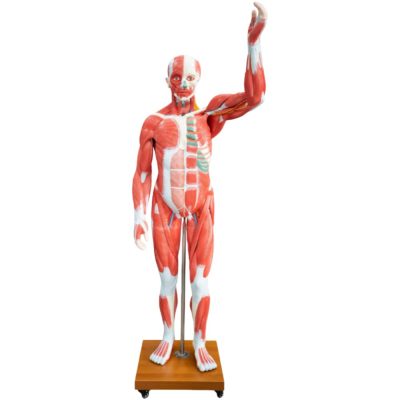 Life-Size Human Muscle Figure – 175 cm, 29 Parts