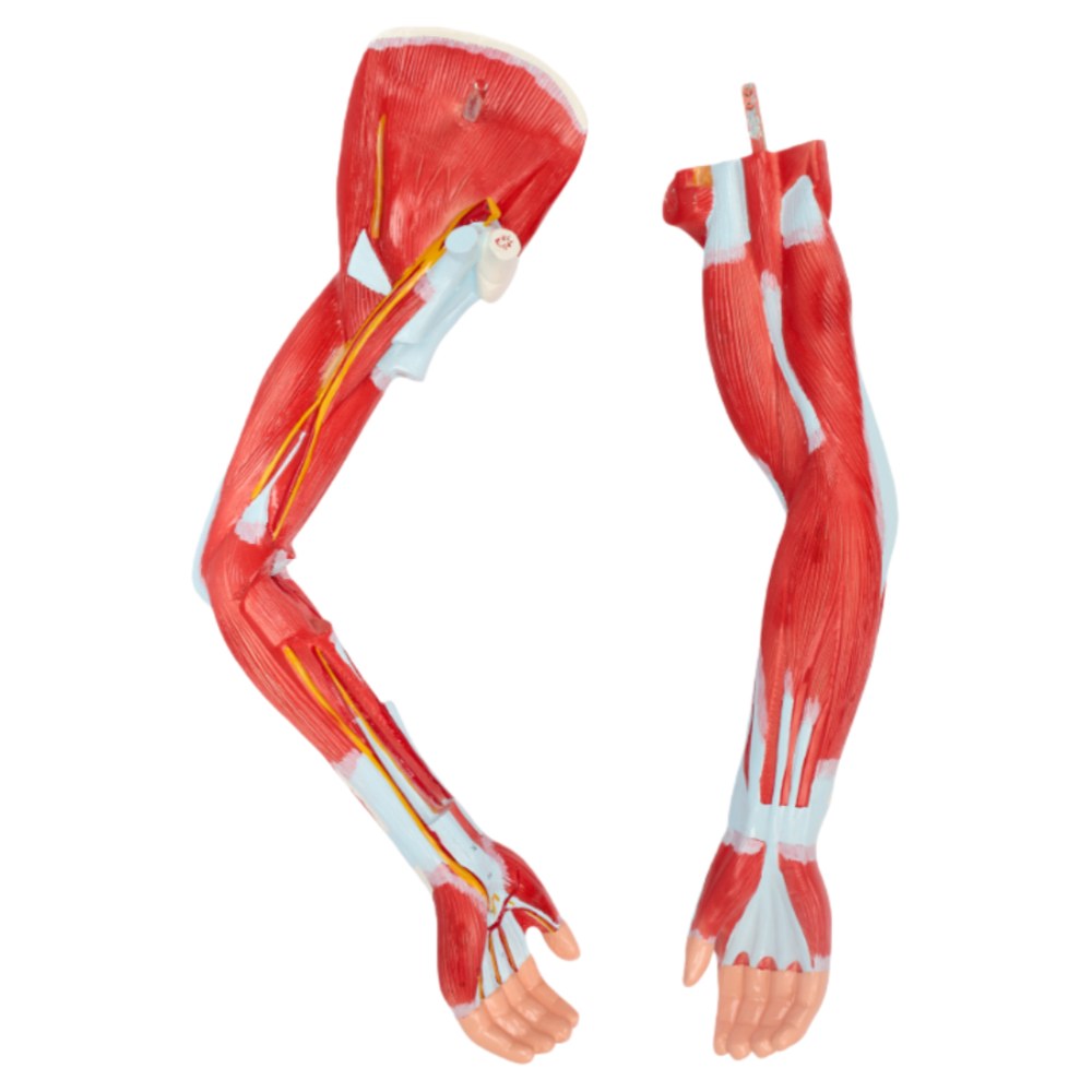 Life-Size Human Muscle Figure – 175 cm, 29 Parts - Image 2