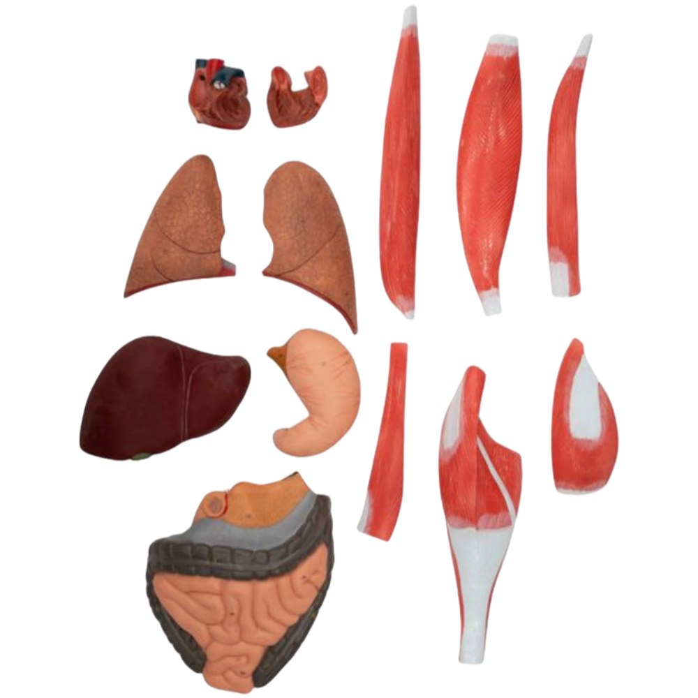 Life-Size Human Muscle Figure – 175 cm, 29 Parts - Image 3