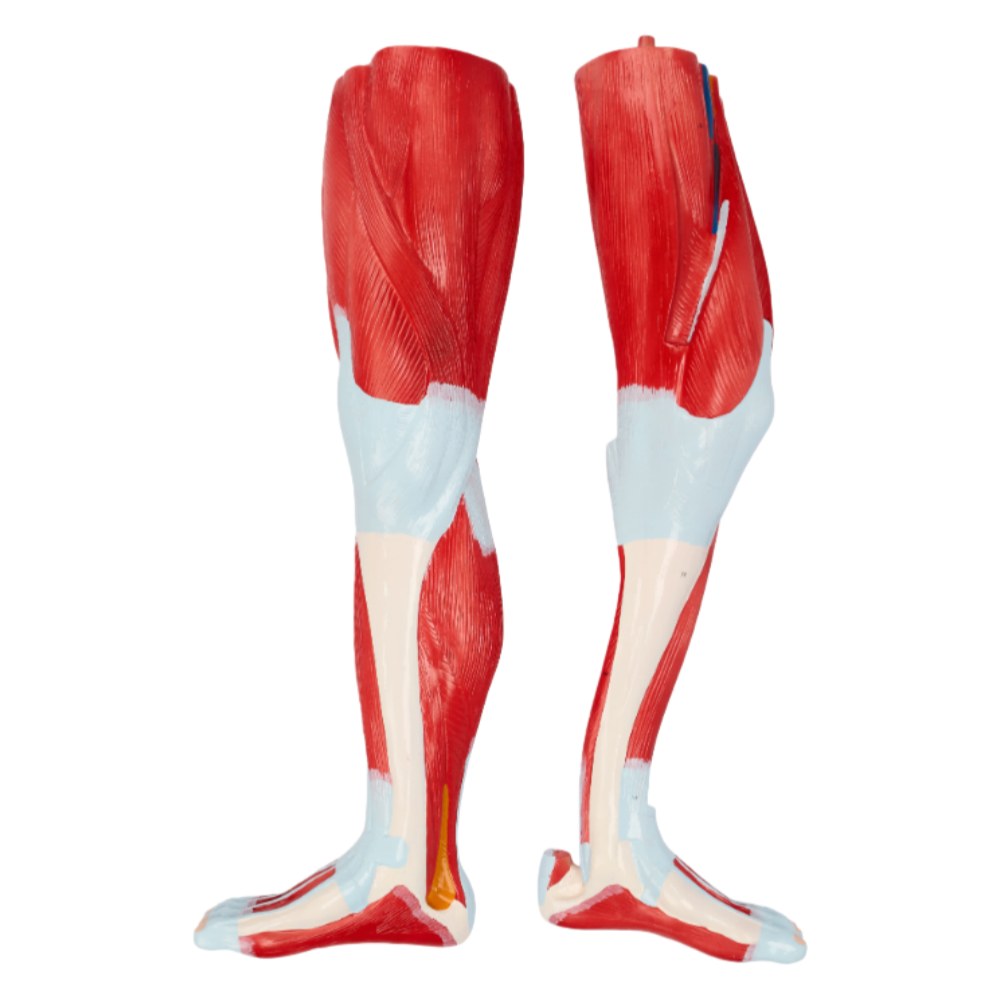 Life-Size Human Muscle Figure – 175 cm, 29 Parts - Image 4