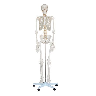 Life-Size Human Skeleton – 180 cm