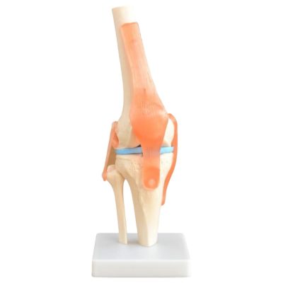 Life-Size Knee Joint Model with Ligaments