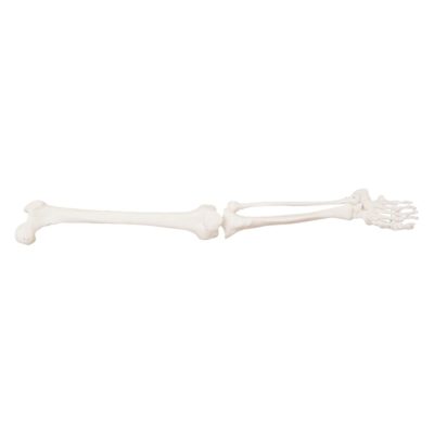 Life-Size Leg Skeleton (Lower Extremity)