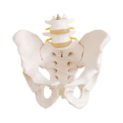Life-Size Pelvis with 2 Lumbar Vertebrae