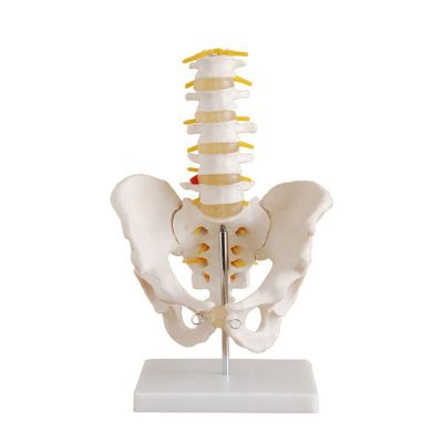 Life-Size Pelvis with 5 Lumbar Vertebrae