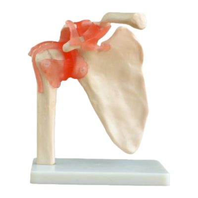 Life-Size Shoulder Joint Model with Ligaments