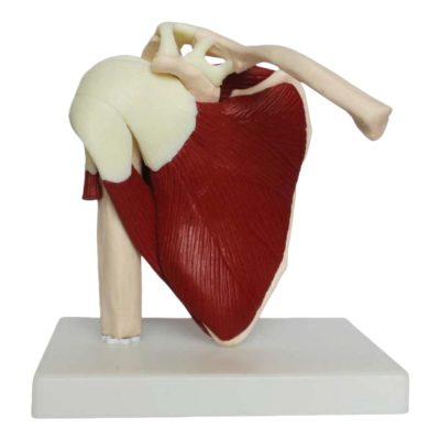 Life-Size Shoulder Joint with Rotator Cuff Muscles