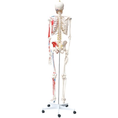 Life-Size Skeleton with Numbered Muscles – 180 cm
