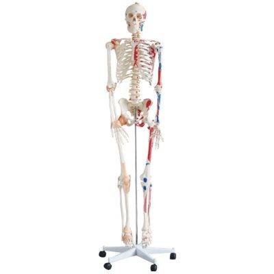 Life-Size Skeleton with Numbered Muscles & Ligaments – 180 cm