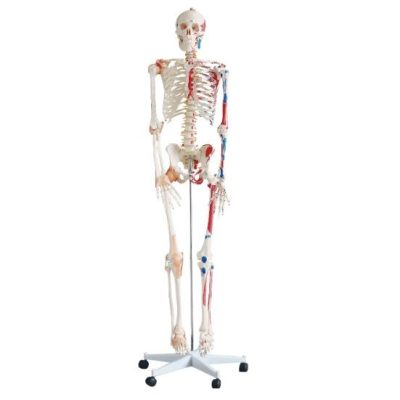 Life-Size Skeleton with Painted Muscles & Ligaments – 180 cm