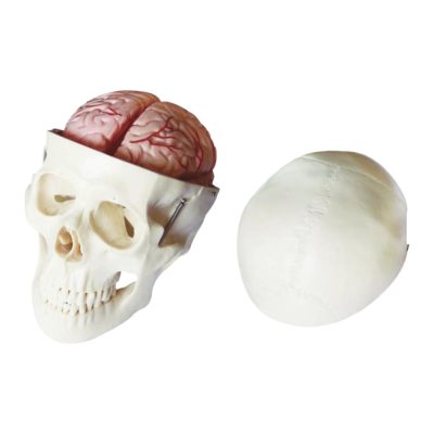 Life-Size Skull with 8-Part Brain