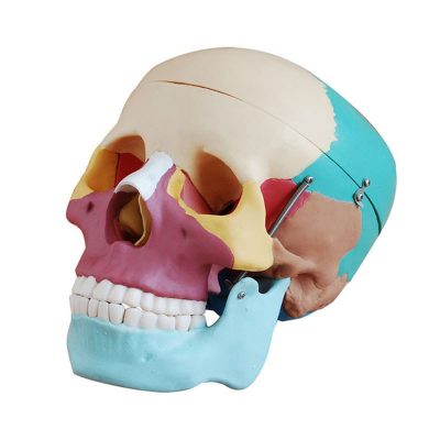 Life-Size Skull with Colour-Coded Bones – 3 Parts