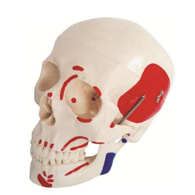 Life-Size Skull with Painted Muscles