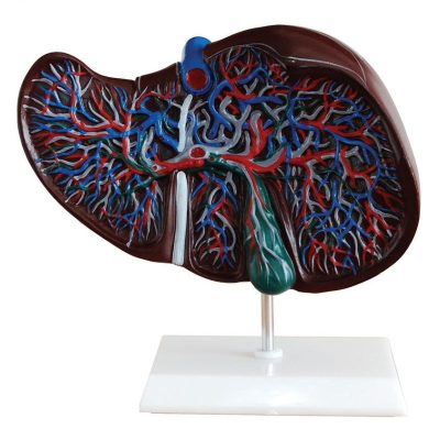 Liver Model with Vessels & Bile Ducts