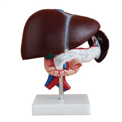 Liver, Pancreas & Duodenum Model – 3 Parts