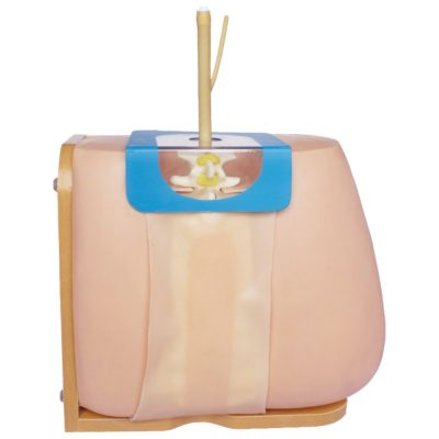 Lumbar Puncture Training Model