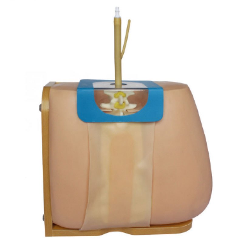 Lumbar Puncture Training Model - Image 2