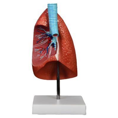 Lung Model – Life Size, 1 Part