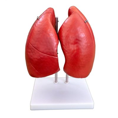 Lung Model – Life Size, 4 Parts