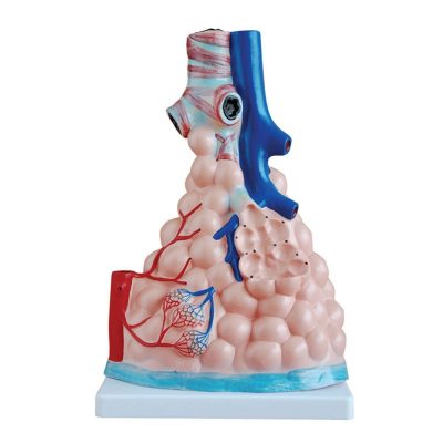 Magnified Pulmonary Alveoli Model