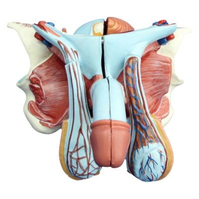 Male Genital Organs Model – Life Size, 5 Parts