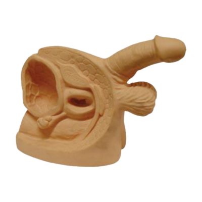 Male Genital Organs Model with Catheterisation Function