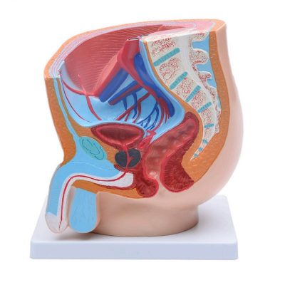 Male Pelvis Median Section Model – 1 Part