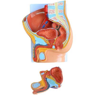 Male Pelvis Median Section Model – 2 Parts