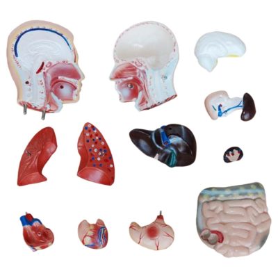 Male Torso – 42 cm, 13 Parts
