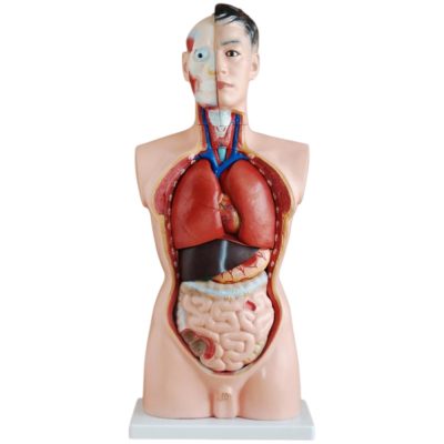 Male Torso – 85 cm, 19 Parts