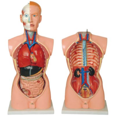Male Torso – 85 cm, 19 Parts (European Face)