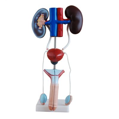 Male Urogenital System Model