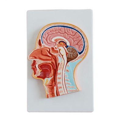 Median Section of the Head Model